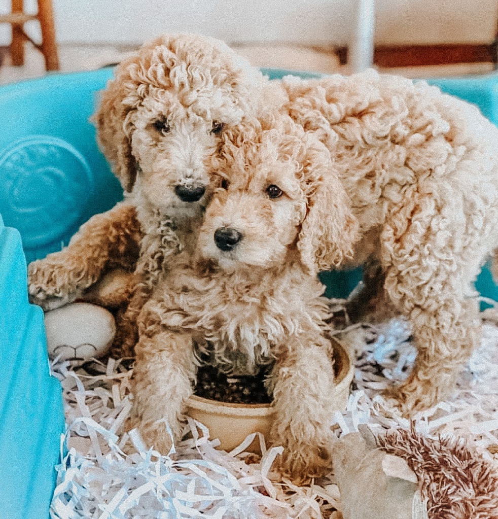 Photo of two Doggie Door Goldendoodles